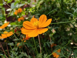flower in garden