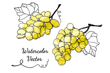 Collection of green vector grapes. Cartoons with watercolor texture. Food background. Fall harvest set.  Wine, juice, thanksgiving. Hand drawn design elements. For postcards, greetings, cards, logo.