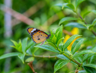 Monarch Butterfly (Danaus plexippus) sitting on green leaves