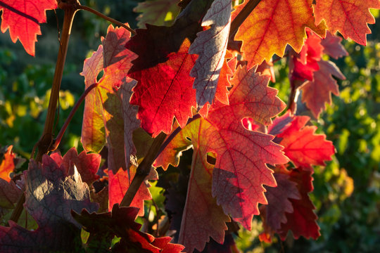Hojas de parra  en oto&ntilde;o