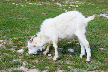 Domestic animal husbandry . A young white goat grazes in a pasture or meadow and eats grass on a Sunny day. Farm lifestyle, farm animals, ranches, the countryside.