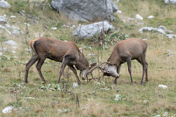 Naklejka na ściany i meble Combat between Red deer in rutting season (Cervus elaphus)