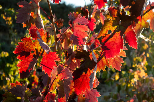 Hojas de parra  en oto&ntilde;o