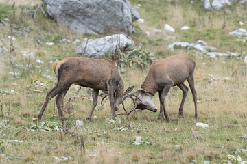 Combat between Red deer in rutting season (Cervus elaphus)