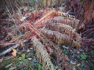 Fototapeta premium Fern leaves in the fall. Toned tropical leaves. Background from fern leaves.