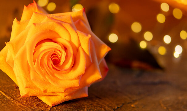 Einzelne Rose in Gelb, Rosenbl&uuml;te