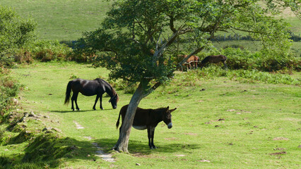Donkey in the shade of a tree and horse grazing in the bush