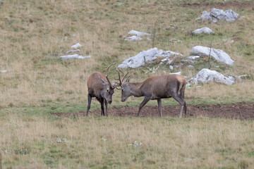 Challenge between deer in mud puddle (Cervus elaphus)
