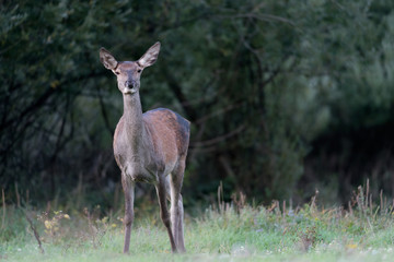 Out of forest, beautiful portrait of Red deer female (Cervus elaphus)