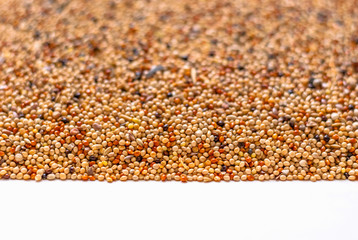 Bird seeds on white backdrop. Cereal mixture for healthy feeding of budgerigars. Budgies food background.
