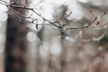 Droplets of rain or dew on a thin branch.