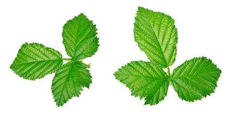 Green raspberry leaves on white background