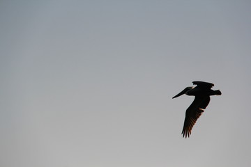 silhouette of bird
