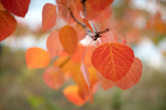 Close up of a red and orange aspen leaves in nature
