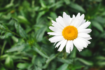 Fototapeta premium White flowers in the garden with bright nature light.