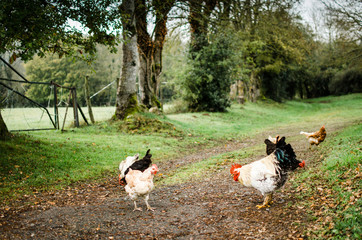 volailles, poules et  dans une ferme