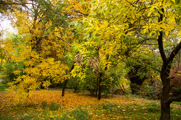 Autumn bright color park with trees