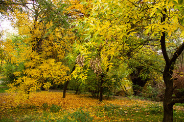 Fototapeta premium Autumn bright color park with trees