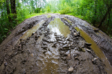 Dirty road in forest