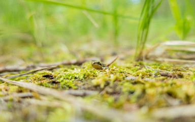Frosch im Gras