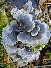Mushrooms on a tree. Beautiful large brown mushrooms growing on a stem of a rotten tree bokeh macro closeup