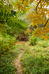 Autumn bright color park with trees
