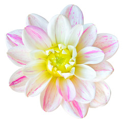 Beautiful Dahlia (Dahlie) isolated on white background, including clipping path.