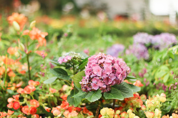 Fototapeta premium Close up of pink flowers in the garden with bright nature light.