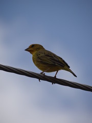 bird on a branch