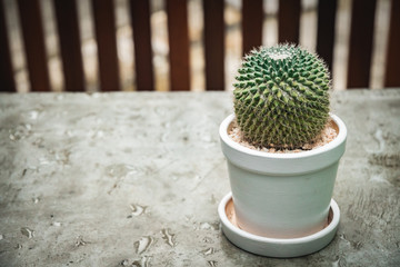 Cactus isolated in white pot on concreat table.