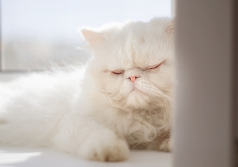 White Persian cat is resting on the window by sunny day.3.