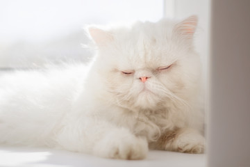 White Persian cat is resting on the window by sunny day.4.
