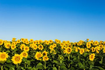 Poster Im Rahmen field of sunflowers blue sky without clouds © olllinka2