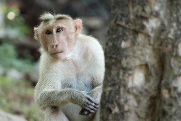 Posing Monkey
