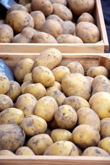 Biokartoffeln direkt vorm Bauern