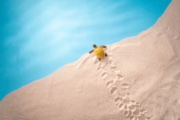 Sea shore, a bug crawls to the water, a card for a travel agency, sand shell, blue ocean, sun vacation and relaxation.