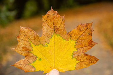 Single yellow autumn maple leaf close-up.