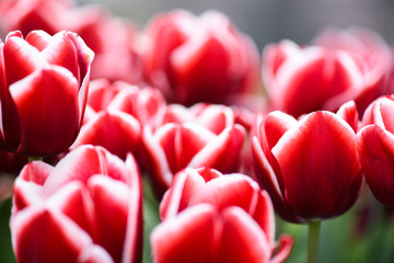 Red wnite tulips in beautiful garden. Colorfull flowers background.