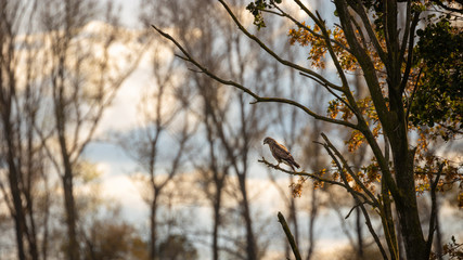 Bussard vor B&auml;umen