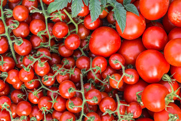 Ripe tomatoes on a wooden tray. On the grass
