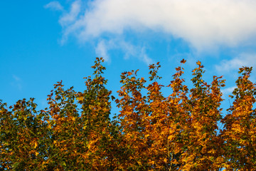 Baumkrone vor Himmel mit Wolken