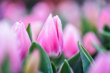 Violet tulips flowers with beautiful bokeh light in background. Colorful garden in sunlight toning.