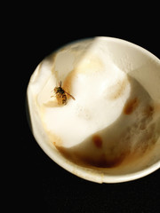 Wasp drowning in a cappuccino, stuck in the foam, needs help