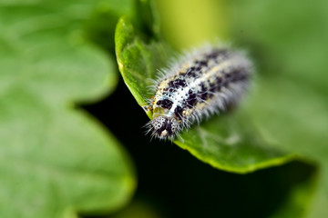 Cabbage butterfly caterpillar is seen as a pest for commercial agriculture.