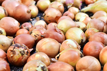 Drying onions in the garden