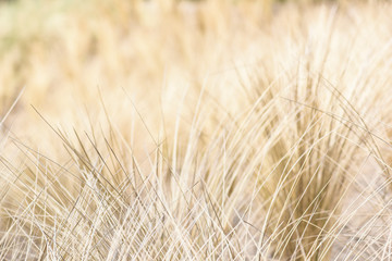 Yellow old sharp grass. Golden grass burnt from sun in summer.
