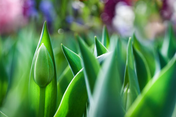 Green leaves of tulips with blured bokeh in start of spring. Green background.