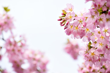 Pink white flowers on tree on white background or sky. Beautiful floral spring abstract.Cherry blossoms.