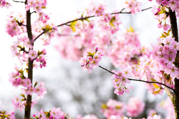Fototapeta na wymiar Pink white flowers on tree on white background or sky. Beautiful floral spring abstract.Cherry blossoms.