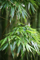 Naklejka premium Bamboo forest, oriental motives, japanese garden